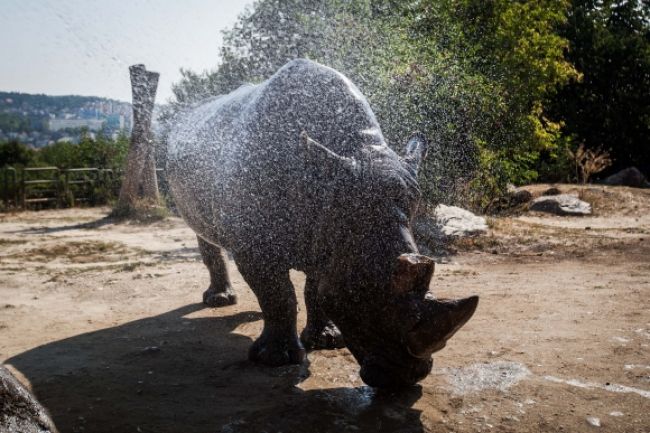 Počas horúčav návštevnosť ZOO klesla, zvieratá sprchujú