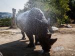Počas horúčav návštevnosť ZOO klesla, zvieratá sprchujú