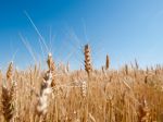 Členské štáty EÚ musia vrátiť 180 miliónov eur agrodotácií