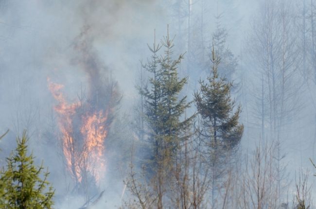 Tohtoročné požiare narobili v TANAP-e desaťtisícové škody