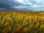 Pokles cien obilnín sa zastavil, pšenica by mala zdražieť