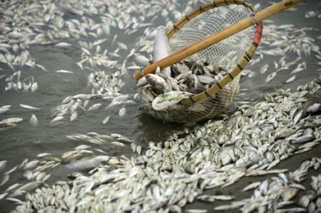 Z čínskej rieky vylovili stotisíc kilogramov mŕtvych rýb