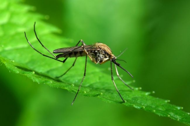 Vedci objavili novú účinnú ochranu pred komármi