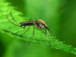 Štát na postrek komárov po povodniach neprispeje