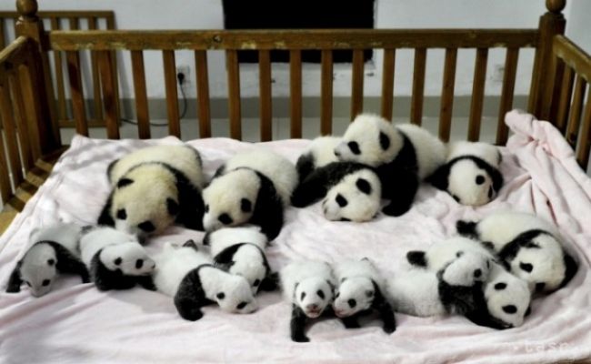 Čínska výskumná stanica Čcheng-tu ukázala svetu 14 pandích mláďat