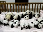Čínska výskumná stanica Čcheng-tu ukázala svetu 14 pandích mláďat
