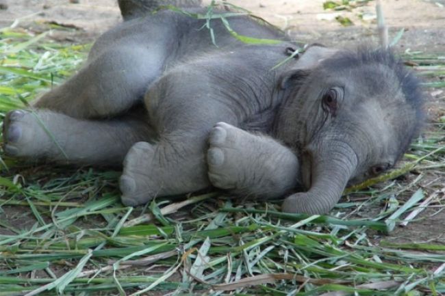 Kyanidom otrávili 80 slonov, poputujú do väzenia v Zimbabwe