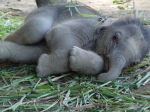Kyanidom otrávili 80 slonov, poputujú do väzenia v Zimbabwe
