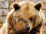 V Tatrách je o jedného medveďa menej, zastrelili ho
