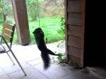 Video: Ako sa chytajú veveričky