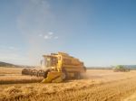 Globálne ceny potravín tlačí nadol výrazne zlacnenie obilia