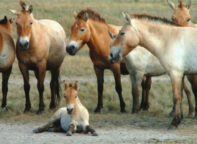 Košická ZOO oslávi svetový deň zvierat, pokrstia žriebätko