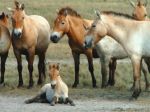 Košická ZOO oslávi svetový deň zvierat, pokrstia žriebätko