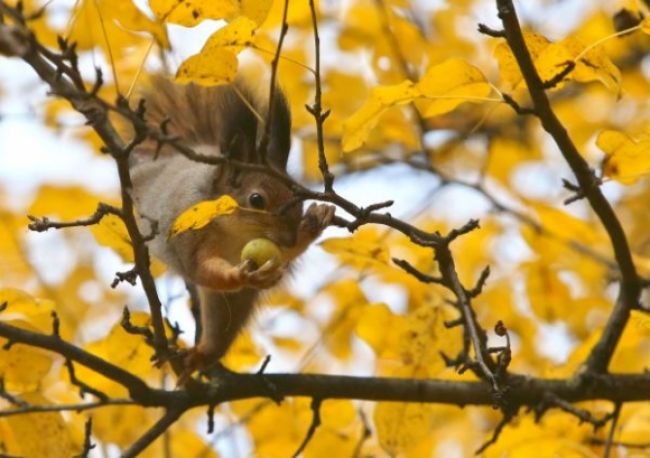 Na stromoch možno na jeseň vidieť nielen veveričky