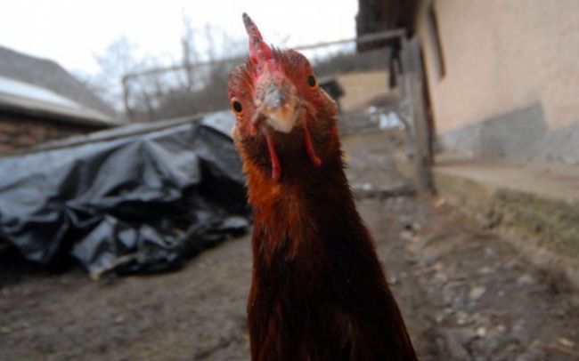 Poslancovi vezmú štvrtinu platu za kotkodákanie v pléne