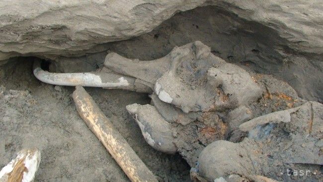 V Uzbekistane našli pozostatky mamuta južného