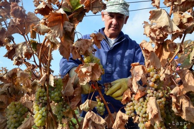 Urodilo sa veľa kvalitného hrozna, tešia sa vinohradníci