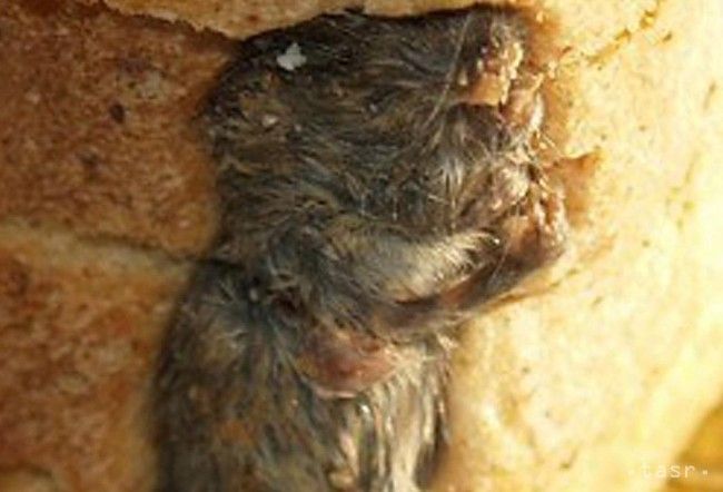 Kontrolóri potravín našli broky v stejku, ale i nakrájanú myš v chlebe
