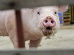 Slováci sa pridali k petícii proti testovaniu na zvieratách