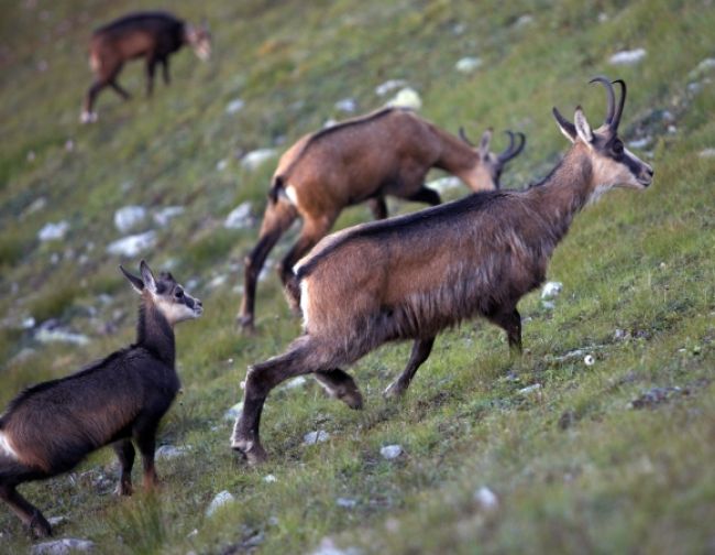 Na zimu nachystali lesníci pre kamzíky 1500 kg jarabiny