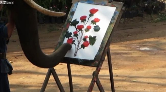 Úžasné video: Slon, ktorý maľuje