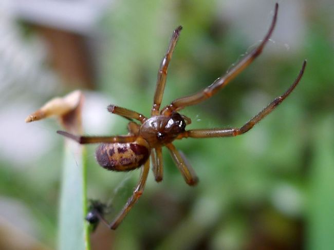 Jedovaté pavúky zamorili školu na juhozápade Anglicka