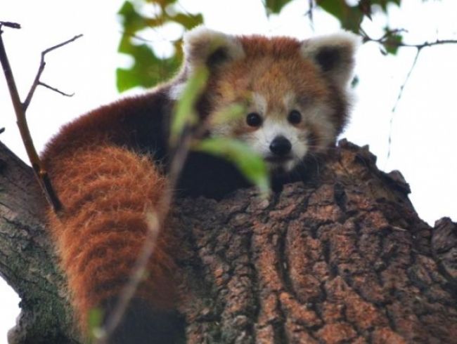 Rozkošná panda v Bratislave hľadá meno, hlasuje sa na webe