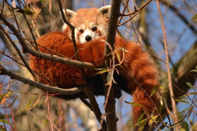 Malá panda z bratislavskej zoo dostala meno Aiko