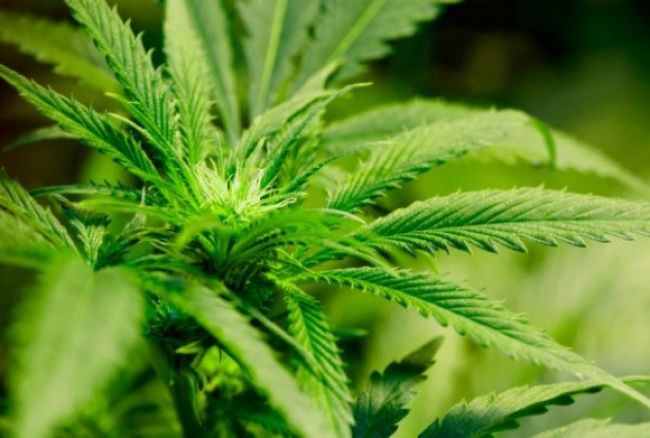 V Česku zasiahli proti predajcom marihuanových semien