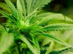 V Česku zasiahli proti predajcom marihuanových semien