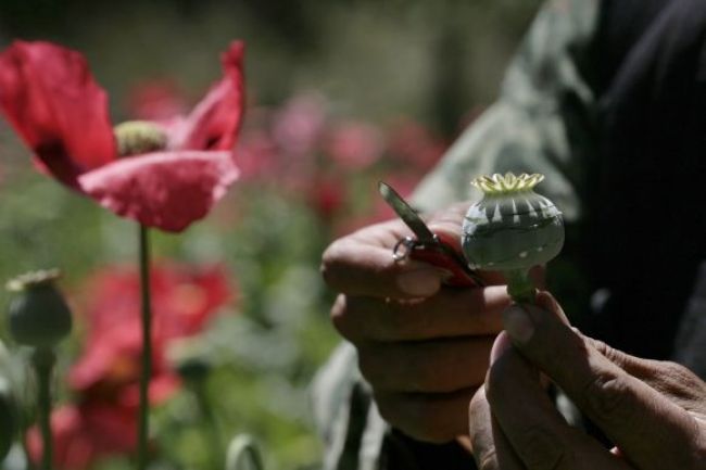 Pestovanie maku a výroba ópia v Afganistasne sú rekordné
