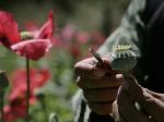 Pestovanie maku na ópium láme v Afganistane rekordy