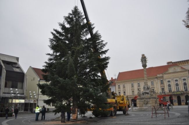 Vianočný stromček pre Trnavu oplakali v Cíferi