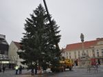 Vianočný stromček pre Trnavu oplakali v Cíferi