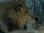 Krvavá dráma v dallaskej Zoo, lev usmrtil levicu