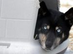 Sloboda zvierat podala trestné oznámenia za utýranie psov