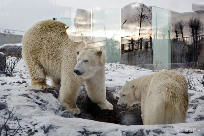 Počet medveďov v Arktíde môže do roku 2050 klesnúť o dve tretiny