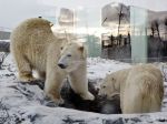 Počet medveďov v Arktíde môže do roku 2050 klesnúť o dve tretiny
