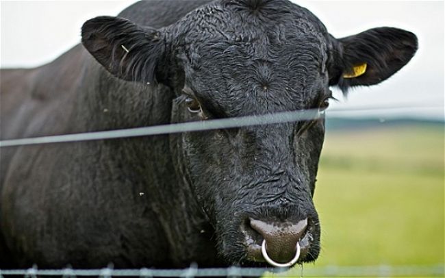 Muži ukradli 500 kilového býka, predtým ho však rozštvrtili