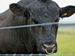 Muži ukradli 500 kilového býka, predtým ho však rozštvrtili