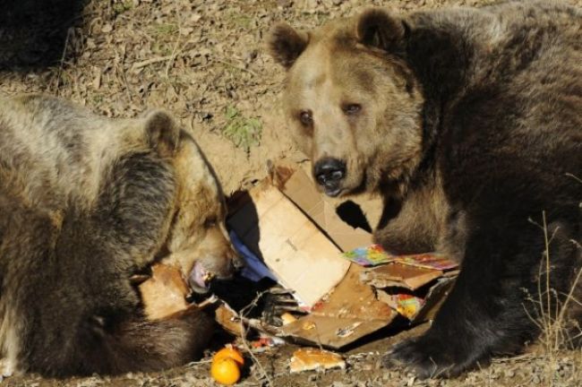 Košické medvede Maťa a Kubo oslávili jubileum dobrotami