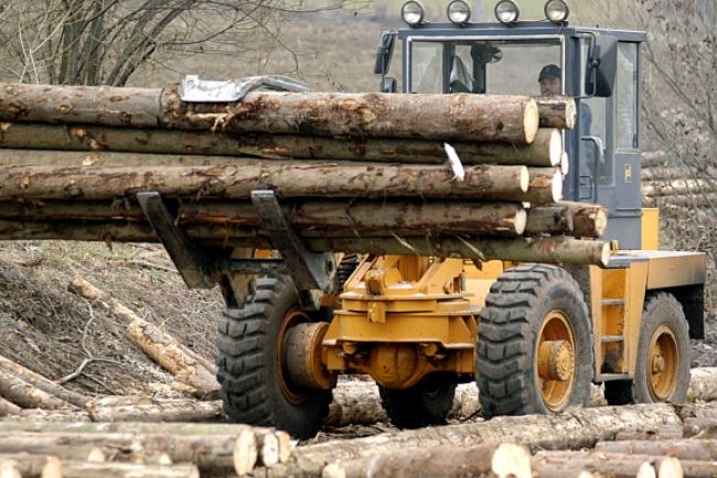 Daňová kobra rozbila skupinu nekalých obchodníkov s drevom
