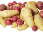 EÚ zakázala geneticky modifikované zemiaky Amflora