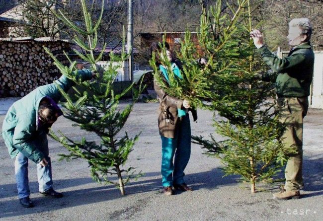 Ukradnúť vianočný strom sa neoplatí, domácnosť zamorí hrozný zápach