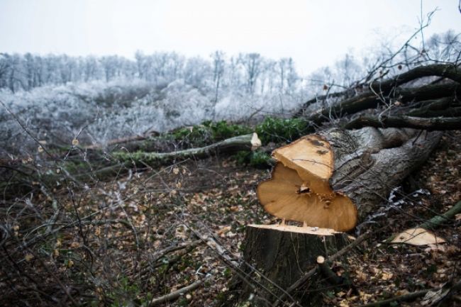 Na Kolibe zmizli stromy, výrub bol zrejme ilegálny