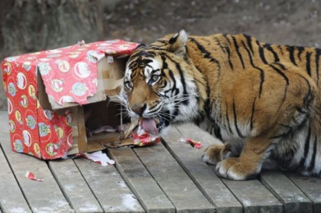 Vianoce oslávia aj šelmy v bojnickej zoo, čakajú ich dobroty