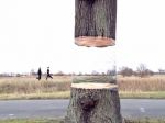 Video: Levitujúci strom pri ceste