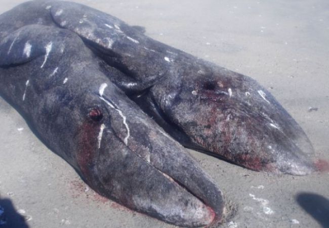 Rybári v Mexiku objavili veľryby zrastené v páse
