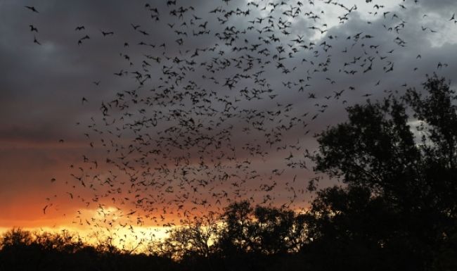 V Austrálii zabíjala teplá vlna, zahynuli tisícky netopierov