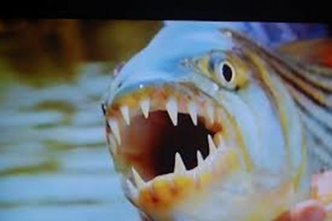 Video: Nafilmovali dravú rybu, ako chytila letiaceho vtáka